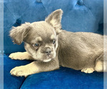 Small Photo #25 French Bulldog Puppy For Sale in TAMPA, FL, USA