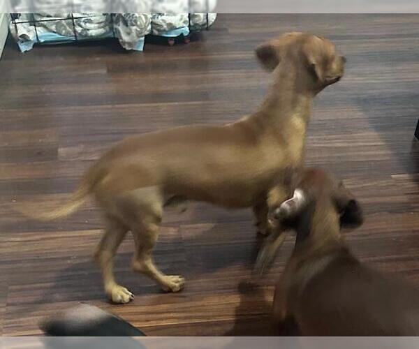 Medium Photo #3 Doxle Puppy For Sale in Los Angeles, CA, USA