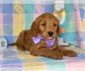 Goldendoodle Puppy for sale in LANCASTER, PA, USA