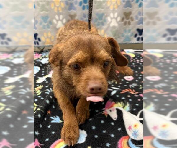 Medium Photo #1 Chihuahua Puppy For Sale in Rosenberg, TX, USA