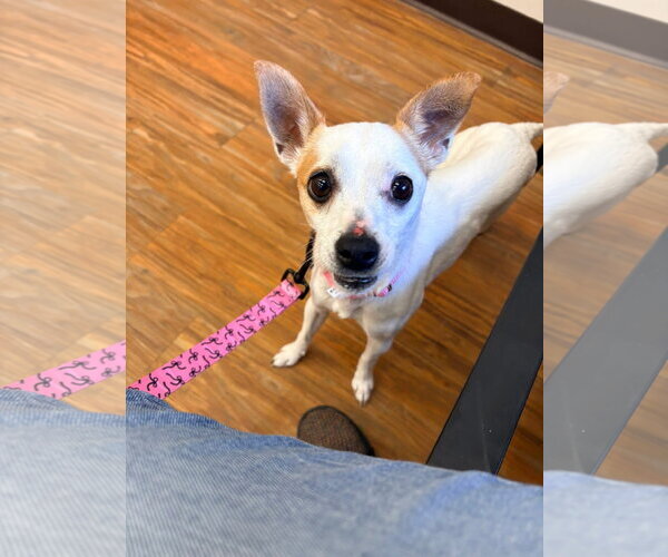 Medium Photo #3 Jack Russell Terrier-Unknown Mix Puppy For Sale in New London, WI, USA