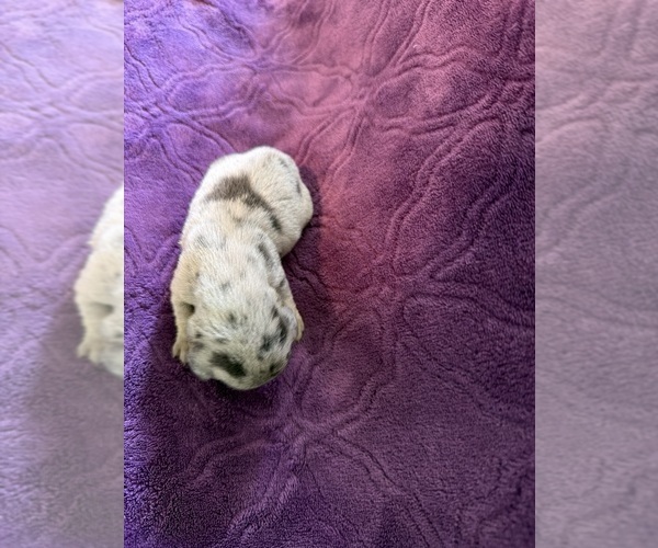 Medium Photo #11 Dachshund Puppy For Sale in BLMGTN, IN, USA
