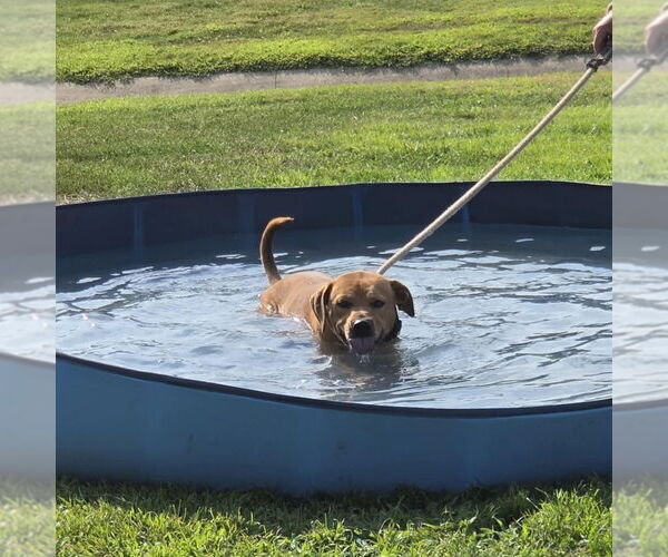 Medium Photo #2 American Pit Bull Terrier Puppy For Sale in Evansville, IN, USA