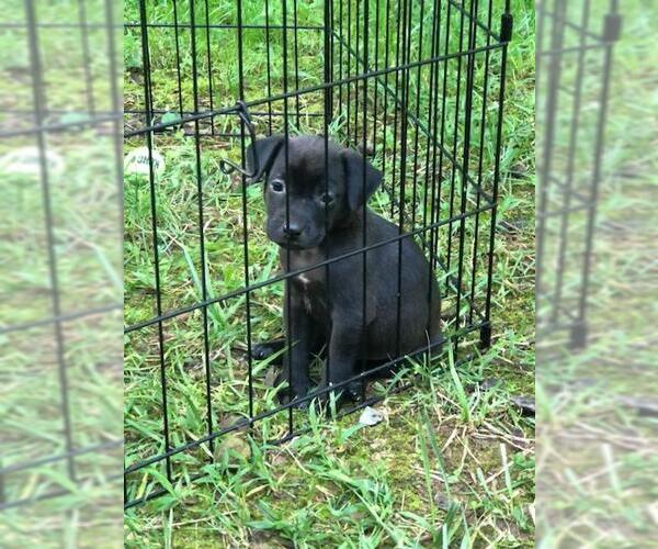 Medium Photo #30 Labrador Retriever Puppy For Sale in Holly Springs, NC, USA