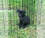 Small #29 Labrador Retriever