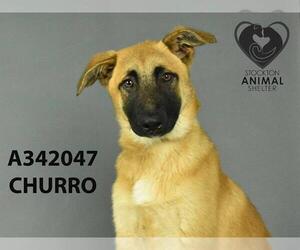 Mutt Dogs for adoption in Stockton, CA, USA