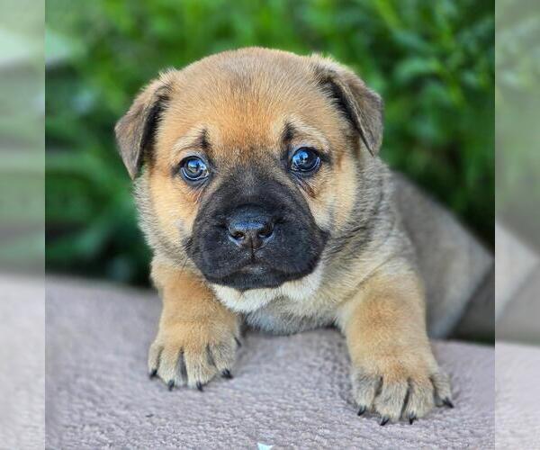 Medium Photo #4 French Bulldog-Unknown Mix Puppy For Sale in San Diego, CA, USA