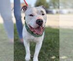 Small #1 American Pit Bull Terrier