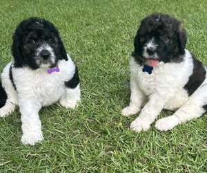 Saint Berdoodle Puppy for sale in NEW BERN, NC, USA