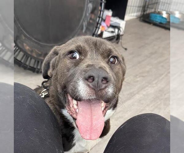 Medium Photo #1 Rhodesian Ridgeback-Unknown Mix Puppy For Sale in San Antonio, TX, USA