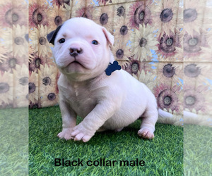 American Bully Puppy for sale in PORTERVILLE, CA, USA