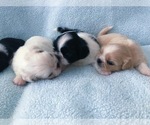 Small Photo #3 Pekingese Puppy For Sale in PHOENIX, AZ, USA