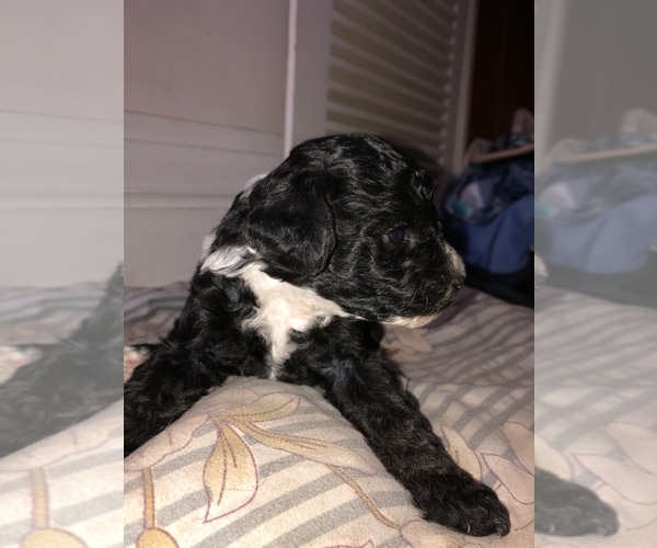 Medium Photo #4 Maltipoo Puppy For Sale in METHUEN, MA, USA