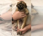 Small Photo #4 Shih Tzu Puppy For Sale in SCOTTSDALE, AZ, USA