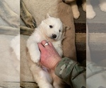 Small Photo #1 German Shepherd Dog-Great Pyrenees Mix Puppy For Sale in MITCHELL, IN, USA