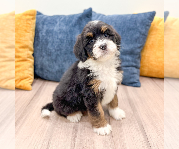 Medium Photo #4 Bernedoodle (Miniature) Puppy For Sale in DUNDEE, OH, USA