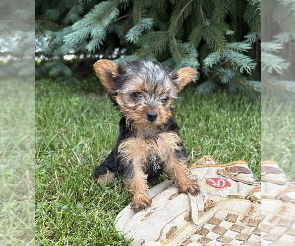 Medium Photo #5 Yorkshire Terrier Puppy For Sale in MIDDLEBURY, IN, USA