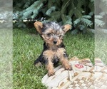 Small #4 Yorkshire Terrier