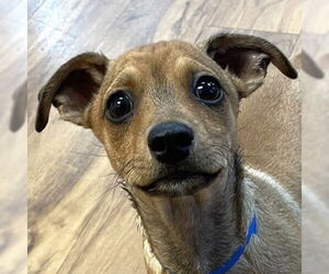 Mutt Dogs for adoption in Pleasanton, CA, USA