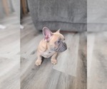 Small Photo #14 French Bulldog Puppy For Sale in CLINTON, IA, USA