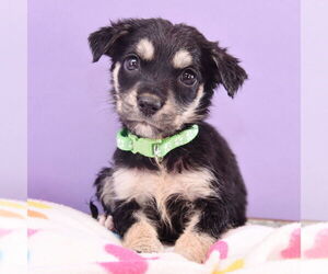 Australian Shepherd-Unknown Mix Dogs for adoption in Sheridan, CO, USA