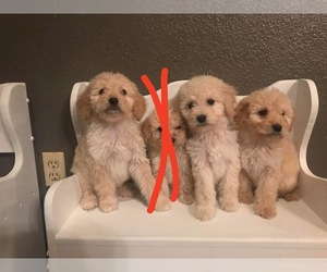 Goldendoodle Puppy for sale in TECUMSEH, OK, USA