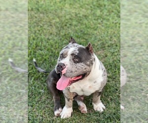 Father of the American Bully puppies born on 04/11/2025