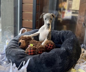 Italian Greyhound Puppy for sale in NESCONSET, NY, USA