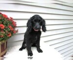 Puppy Camo Cocker Spaniel-Miniature Bernedoodle Mix
