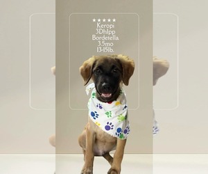 German Shepherd Dog-Unknown Mix Dogs for adoption in Virginia Beach, VA, USA