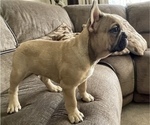 Small Photo #4 French Bulldog Puppy For Sale in MIDDLEBURG, FL, USA