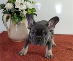 Small Photo #22 French Bulldog Puppy For Sale in GOSHEN, IN, USA