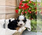 Puppy 5 Bernedoodle (Miniature)