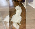 Small #25 Great Pyrenees