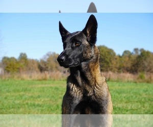 Father of the Belgian Malinois puppies born on 09/11/2022