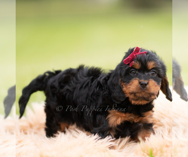 Medium Photo #20 Cavapoo (Miniature) Puppy For Sale in WARSAW, IN, USA
