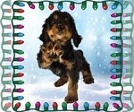 Small #4 Bernedoodle