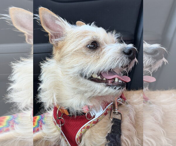 Medium Photo #5 Cairn Terrier-Unknown Mix Puppy For Sale in San Francisco, CA, USA