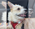 Small #4 Cairn Terrier Mix