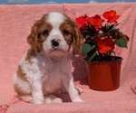 Puppy Bran Cavalier King Charles Spaniel