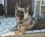 Small Photo #1 German Shepherd Dog Puppy For Sale in CANTON, OH, USA