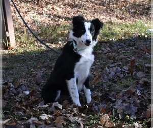 Border Collie Puppy for sale in WARSAW, OH, USA