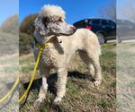 Small #1 Poodle (Standard)