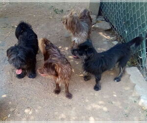 Medium Poodle (Miniature) Mix