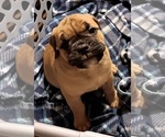 Small Photo #22 Olde English Bulldogge Puppy For Sale in WINGATE, NC, USA