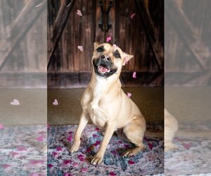 Raquel - Female Boxer-Unknown Mix Dog for Adoption - Photo #2