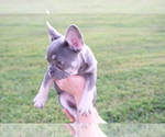 Small Photo #6 French Bulldog Puppy For Sale in CROUSE, NC, USA