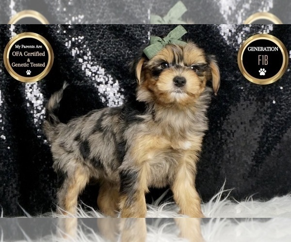 Medium Photo #9 Morkie Puppy For Sale in WARSAW, IN, USA