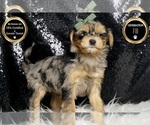 Small #8 Morkie