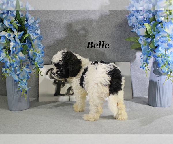 Medium Photo #14 Cavapoo Puppy For Sale in CHANUTE, KS, USA